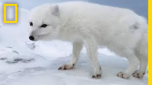 arctic fox