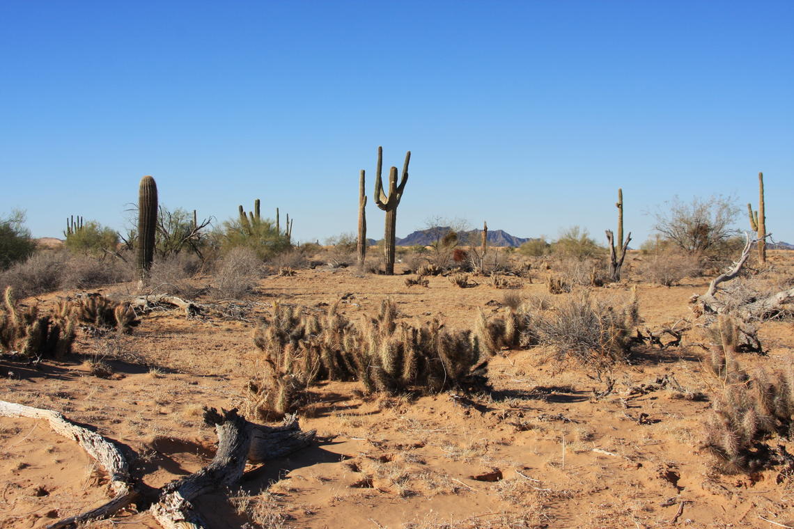 desert ecosystem